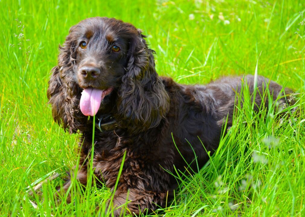 Irish water spaniel